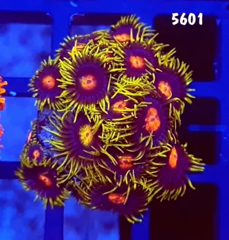 5601 Zoanthus Blow Pop +-20 polipos 
