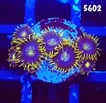 5602 Zoanthus Baby Black Blue 8 polipos 