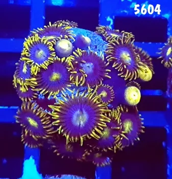 5604 Zoanthus Baby Black Blue +-20 polipos 