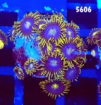 5606 Zoanthus Baby Black Blue + 10 polipos 