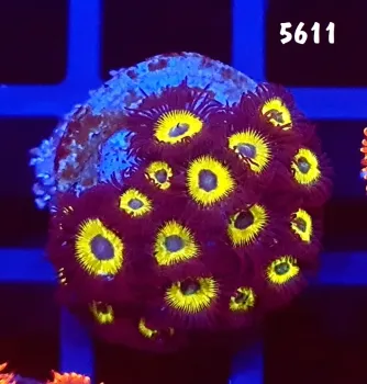 5611 Zoanthus Vulcan Blood +-20 polipos