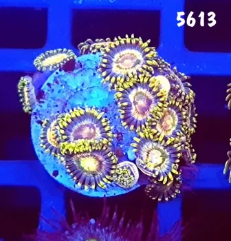 5613 Zoanthus Sem ID +10 polipos