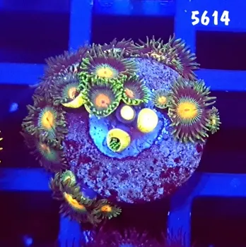 5614 Zoanthus Sem ID +10 polipos