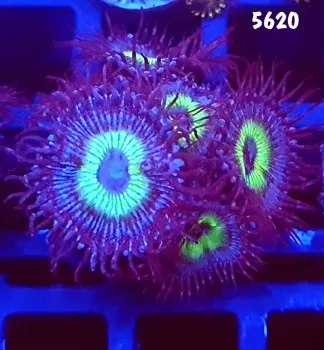 5620 Palithoa Mind Blowing 6 polipos 