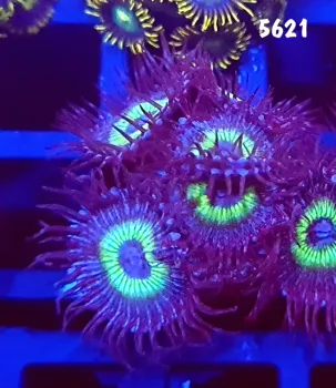 5621 Palithoa Mind Blowing 6 polipos