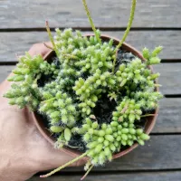 Rhipsalis mesembryanthemoides (vaso11) - Foto 2