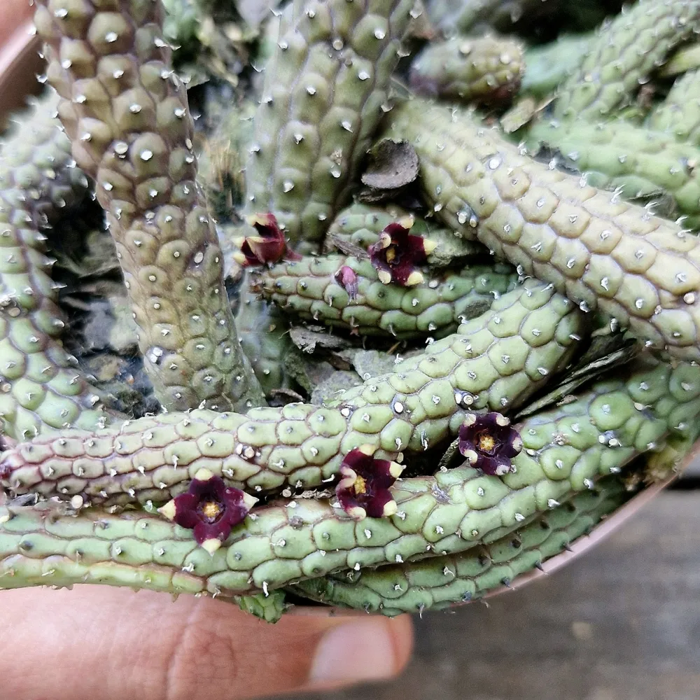 Echidnopsis repens (vaso cheio - vaso11) Imagem