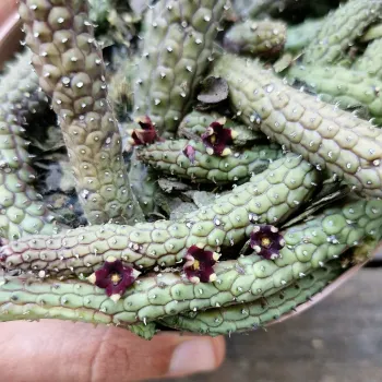 Echidnopsis repens (vaso cheio - vaso11)