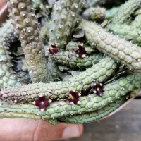 Echidnopsis repens (vaso cheio - vaso11)