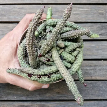 Echidnopsis repens (vaso cheio - vaso11) - Foto 2