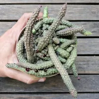 Echidnopsis repens (vaso cheio - vaso11) - Foto 2