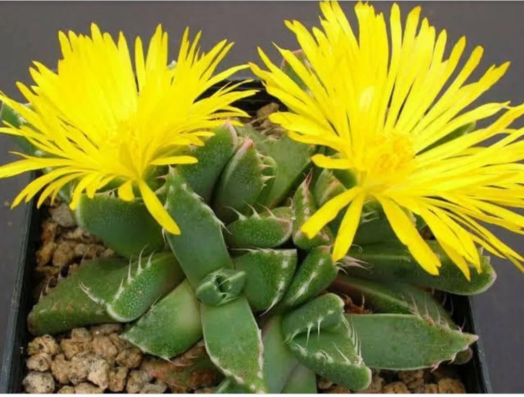 Faucaria lupina (colônia - vaso11) Imagem