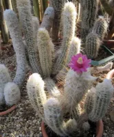 Oreocereus trolii (vaso11)