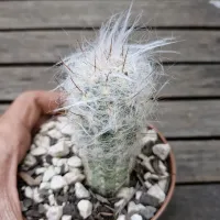 Oreocereus trolii (vaso11) - Foto 2