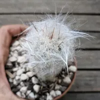 Oreocereus trolii (vaso11) - Foto 3