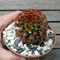 Mammillaria carmenae v. rubrispina (vaso11) - Foto 2