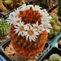 Mammillaria carmenae v. rubrispina (vaso11) - Foto 3