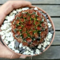 Mammillaria carmenae v. rubrispina (vaso11) - Foto 4