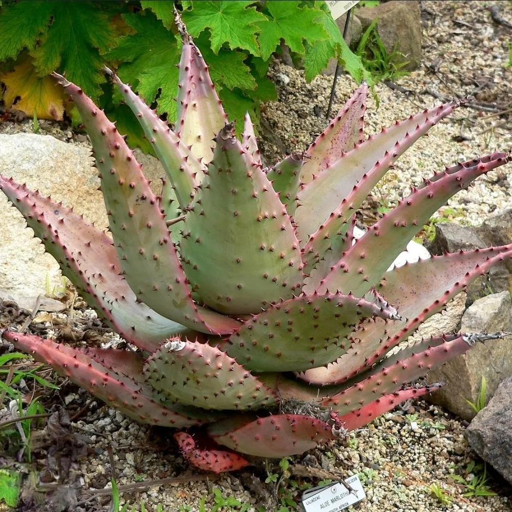 Aloe marlotii (vaso11)