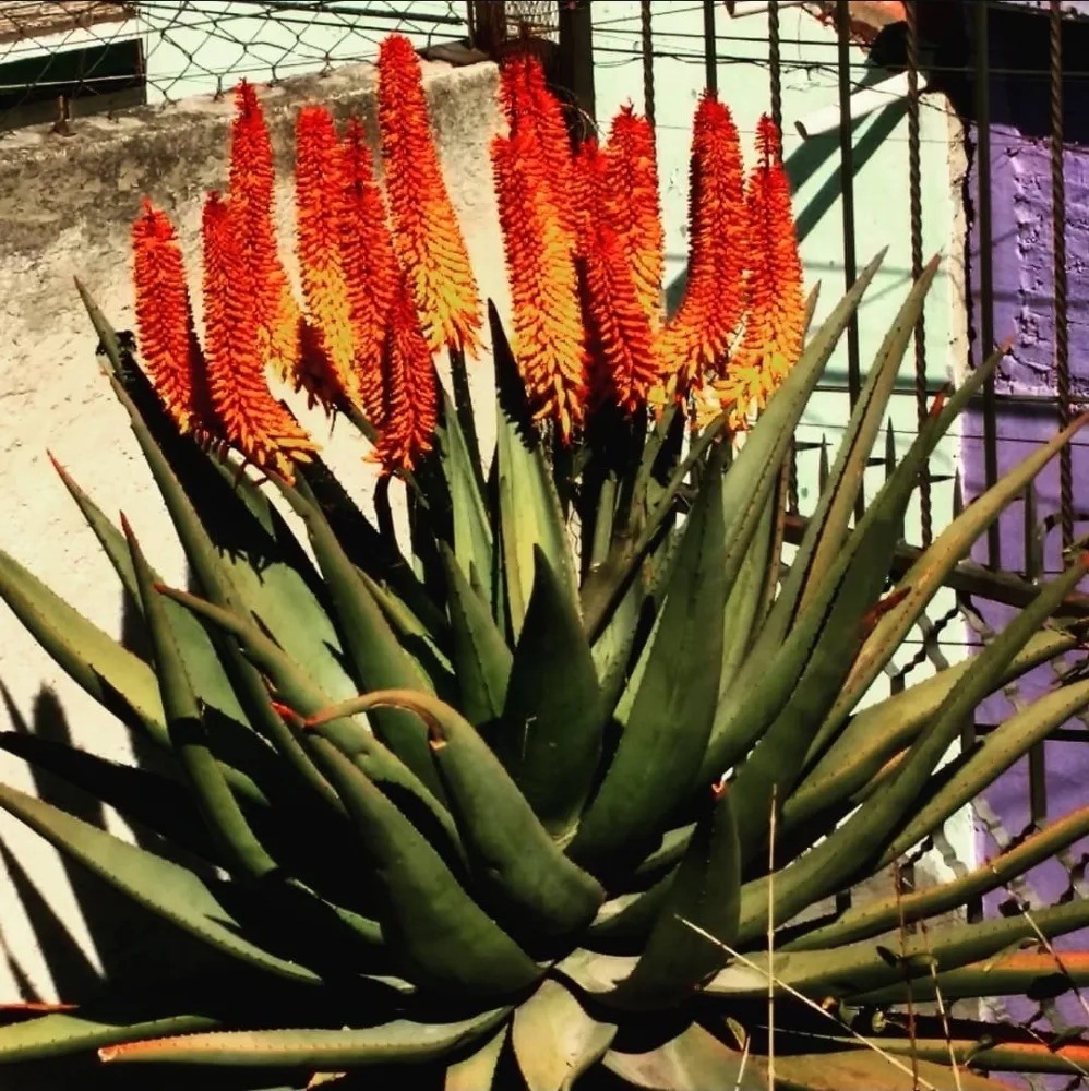 Aloe marlotii (vaso11) - Foto 2