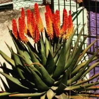 Aloe marlotii (vaso11) - Foto 2