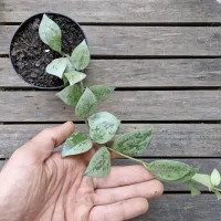 Hoya 'Skimo' ('Super Silver' - vaso9) - Foto 2