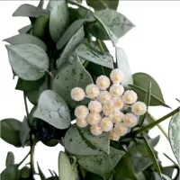 Hoya 'Skimo' ('Super Silver' - vaso9) - Foto 3