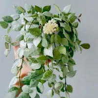 Hoya 'Skimo' ('Super Silver' - vaso9) - Foto 5