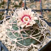 Gymnocalycium cardenasianum (vaso7)