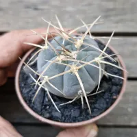 Gymnocalycium cardenasianum (vaso7) - Foto 2