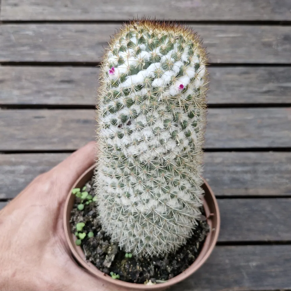 Mammillaria columbiana (vaso11)