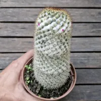 Mammillaria columbiana (vaso11)