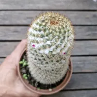 Mammillaria columbiana (vaso11) - Foto 2