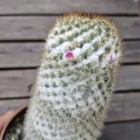 Mammillaria columbiana (vaso11) - Foto 3