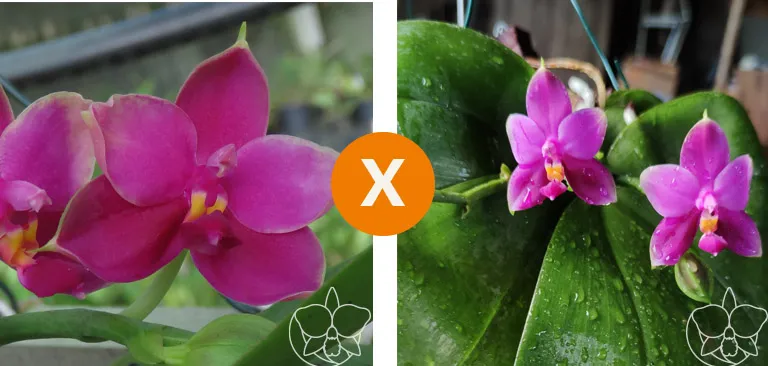 OT- 16 Phalaenopsis bellina ( Escura ( coerulea x self) x  Sibling  Imagem