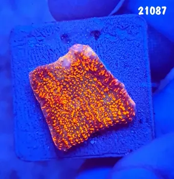 21087 Chalice Red