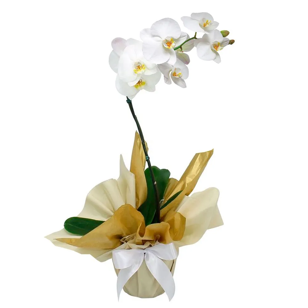 Orquidea Branca 1 Haste Imagem