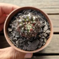 Discocactus ferricola v. purple skin (vaso7) - Foto 2