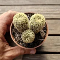 Frailea magnifica (colônia - vaso7)