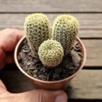Frailea magnifica (colônia - vaso7) - Foto 2