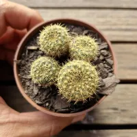 Frailea pumila 'Inhanduí Alegrete' (colônia única - vaso7)