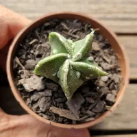 Astrophytum myriostigma cv. 'Fukuryu' 5K (vaso7) - Foto 3