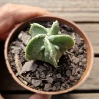 Astrophytum myriostigma cv. 'Fukuryu' 5K (vaso7) - Foto 4
