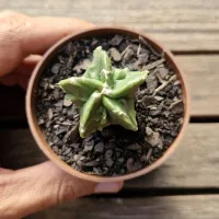 Astrophytum myriostigma var. nudum 'Fukuryu' (vaso7) - Foto 2