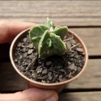 Astrophytum myriostigma var. nudum 'Fukuryu' (vaso7) - Foto 3