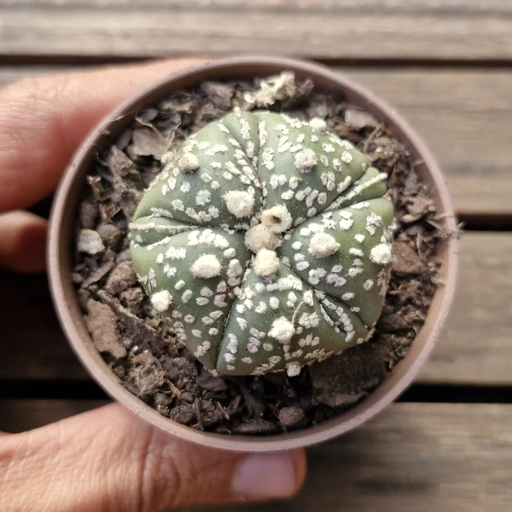Astrophytum asterias cv. 