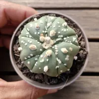 Astrophytum asterias cv. 'Goryo Kabuto' (Five Ribs) + Fukuryu (pintado - Vaso7) - Foto 2