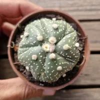 Astrophytum asterias cv. 'Goryo Kabuto' (Five Ribs) + Fukuryu (pintado - Vaso7) - Foto 3