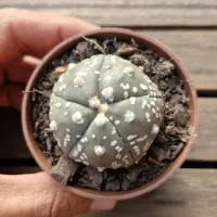 Astrophytum asterias cv. 'Goryo Kabuto' (Five Ribs) (único - Vaso7)
