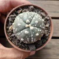 Astrophytum asterias cv. 'Goryo Kabuto' (Five Ribs) (único - Vaso7) - Foto 2
